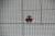 Termostat do piekarnika do Amica AMMB44E3GCW Q-TYPE
